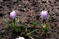 Purple two crocus flowers under the snow in early spring Royalty Free Stock Photo