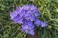 Purple, ultra violet crocuses, flower carpet on a meadow Royalty Free Stock Photo
