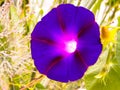 Purple Ultraviolet Morning Glory Flower In A Field Of Green