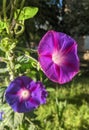 Morning Glory Flower - Purple Ultraviolet -  With Green Vegetation Background
