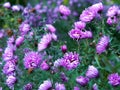 Natural Purple Aster Closeup