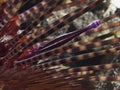 Purple urchin shrimp