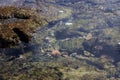 Purple urchins and green algae submerged in a tide pool at low tide in Hawaii