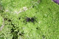 Purple vampire crab on green cassock. Aquarium animal macro closeup background