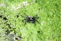 Purple vampire crab on green cassock. Aquarium animal macro closeup background