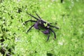 Purple vampire crab on green cassock. Aquarium animal macro closeup background