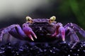 Purple vampire crab. Macro closeup.