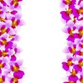 Purple Vanda Miss Joaquim Orchid Border. Singapore National Flower. Vector Illustration Royalty Free Stock Photo