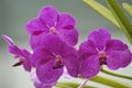Purple vanda orchid Royalty Free Stock Photo