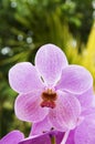 Purple vanda orchid