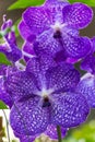 Purple Vanda Orchid Royalty Free Stock Photo