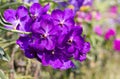 Purple Vanda Orchid flower blooming in the garden. Royalty Free Stock Photo