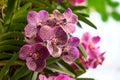 Purple Vanda orchid flower blossom in garden Royalty Free Stock Photo