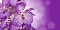 Purple Vanda orchid flower Royalty Free Stock Photo