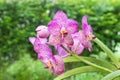 Purple vanda orchid flower Royalty Free Stock Photo