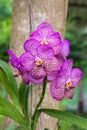 Purple vanda orchid flower Royalty Free Stock Photo