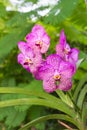 Purple vanda orchid flower Royalty Free Stock Photo