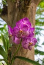 Purple vanda orchid flower Royalty Free Stock Photo