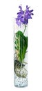 Purple vanda orchid flower in a glass vase, Royalty Free Stock Photo