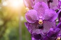 Purple vanda orchid flower with sunlight Royalty Free Stock Photo