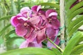 Purple Vanda orchid flowers close up Royalty Free Stock Photo