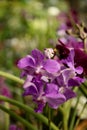 Purple Vanda orchid flowers freshness close up plant violet Royalty Free Stock Photo