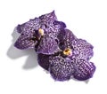 Purple vanda orchid flowers Royalty Free Stock Photo