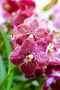 Purple Vanda orchid Royalty Free Stock Photo