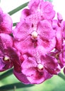 Purple vanda orchid in garden Royalty Free Stock Photo