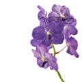 Purple vanda orchid Royalty Free Stock Photo