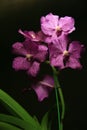 Purple Vanda Orchid Royalty Free Stock Photo