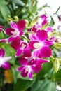 Purple orchids flower  blooming beautiful nature  in garden park Thailand Royalty Free Stock Photo