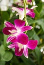 Purple orchids flower  blooming beautiful nature  in garden park Thailand Royalty Free Stock Photo