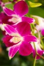 Purple orchids flower  blooming beautiful nature  in garden park Thailand Royalty Free Stock Photo