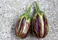 Purple variegated brinjal