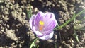 Purple Variegated Crocus Flower Macro