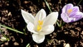 Purple Variegated & White Crocus Flowers