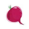 Purple vector beet in watercolor style. Isolated illustration