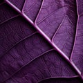 Ultra Detailed Purple Leaf: Organic Contours And Tactile Texture Exploration