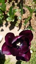 Purple velvety petals of a blooming tulip