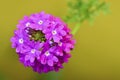 Purple verbena flower