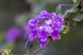 Purple verbena flower