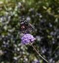 Purple verbena flower with a Red Admiral butterfly Royalty Free Stock Photo