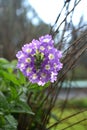 Purple Verbena flower or vervain is genus in the family Verbenaceae