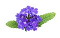 Purple verbena flowers and leaves Royalty Free Stock Photo