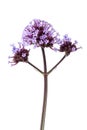 Purple Verbena officinalis flowers Royalty Free Stock Photo