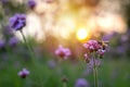 Purple Verbena tiny flower with bee in morning sun Royalty Free Stock Photo