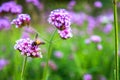 Purple Verbena tiny flowers with bee in morning sun Royalty Free Stock Photo