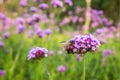 Purple Verbena tiny flowers with bee in morning sun Royalty Free Stock Photo