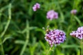 Purple Verbena tiny flowers with bee in morning sun Royalty Free Stock Photo
